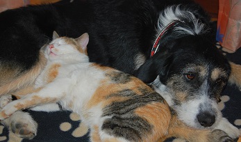 Hund und Katze