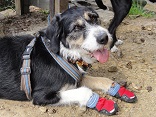 Hundeschuhe mit Socken