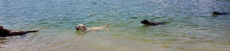 Hunde im See