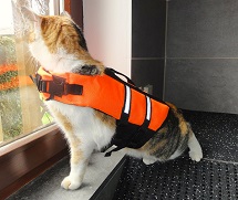 Katze mit Schwimmweste